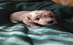 Mixed Breed dogs for sale: Lovely havapoo only 3 boys left READY TO GO - Image 9