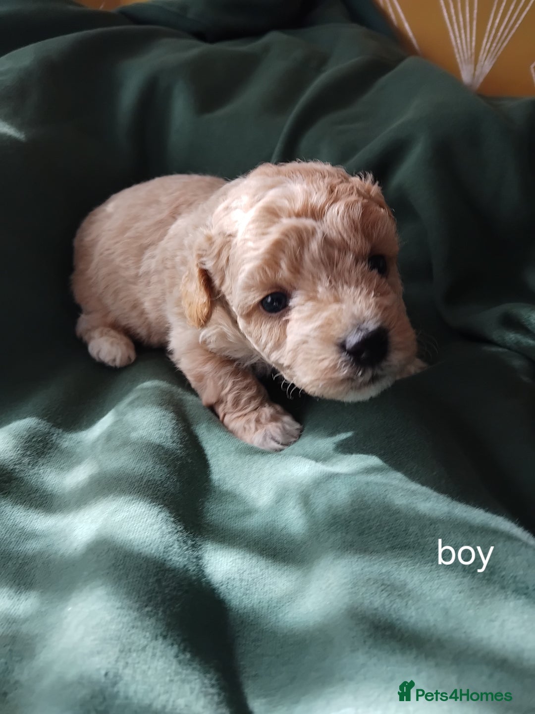 Mixed Breed dogs for sale: Lovely havapoo only 3 boys left READY TO GO - Image 9