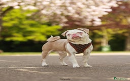 Pug dogs for sale: Beautiful exotic KC registered Pug puppies - Image 16