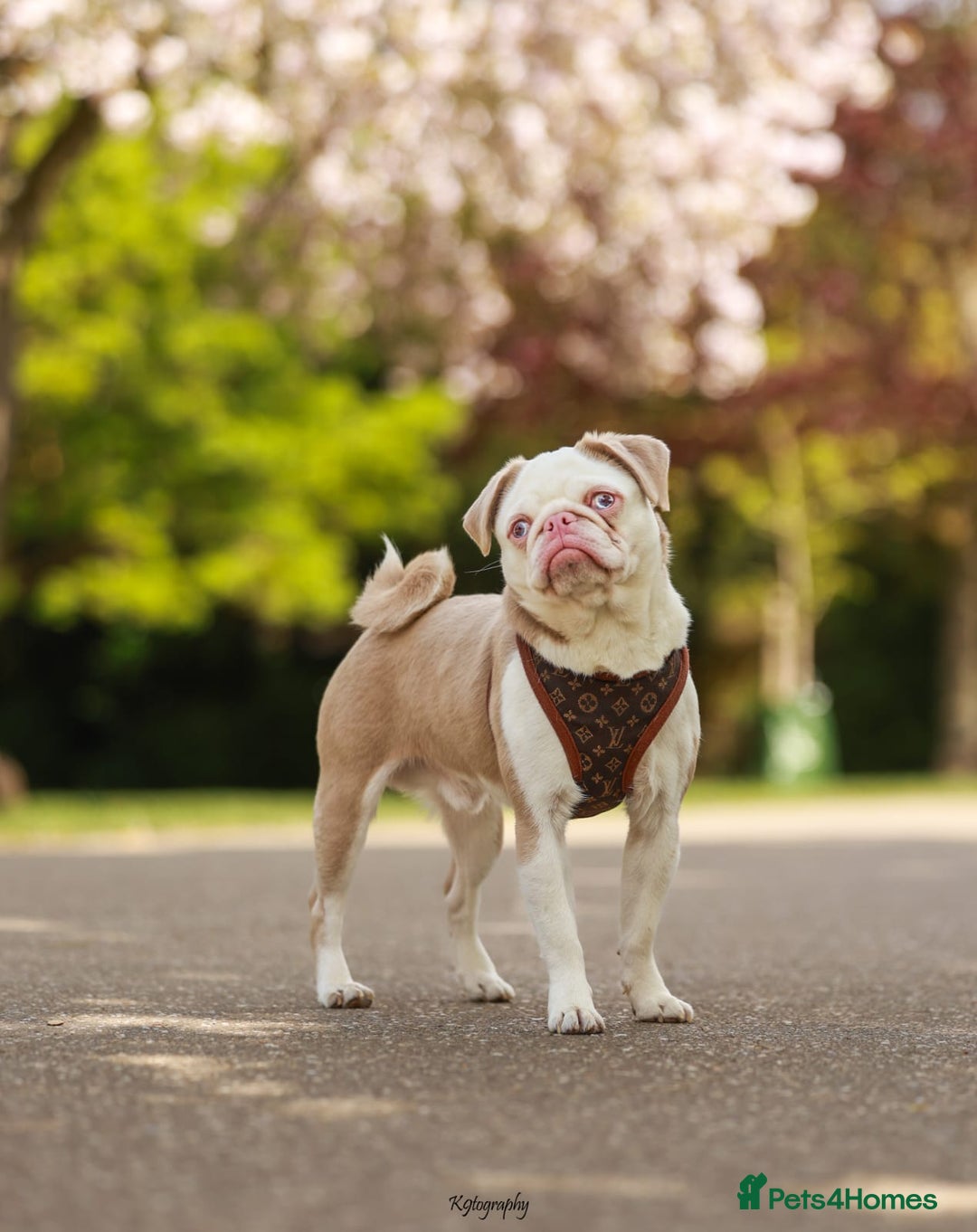 Pug dogs for sale: Beautiful exotic KC registered Pug puppies - Image 16