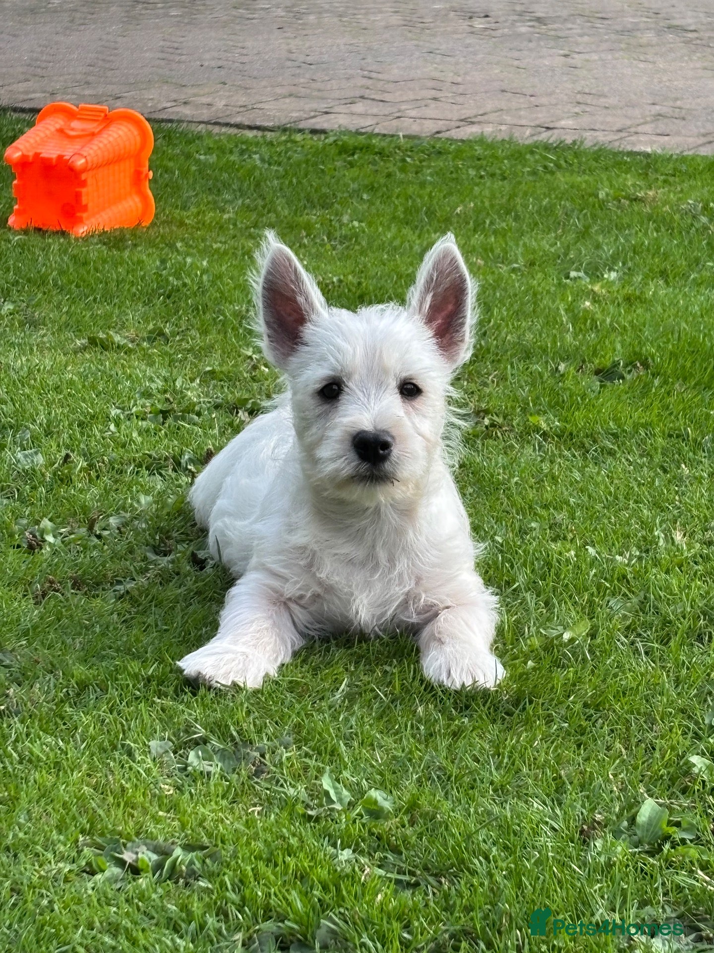 West Highland Terrier dogs ROYAL KENNEL CLUB WEST HIGHLAND TERRIES - Advert 2