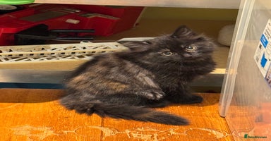 Mixed Breed cats - Advert 5