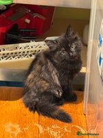 Mixed Breed cats - Advert 5