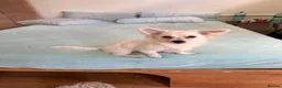 Mixed Breed dogs for sale: Beautiful maltese mix girl - Advert 4