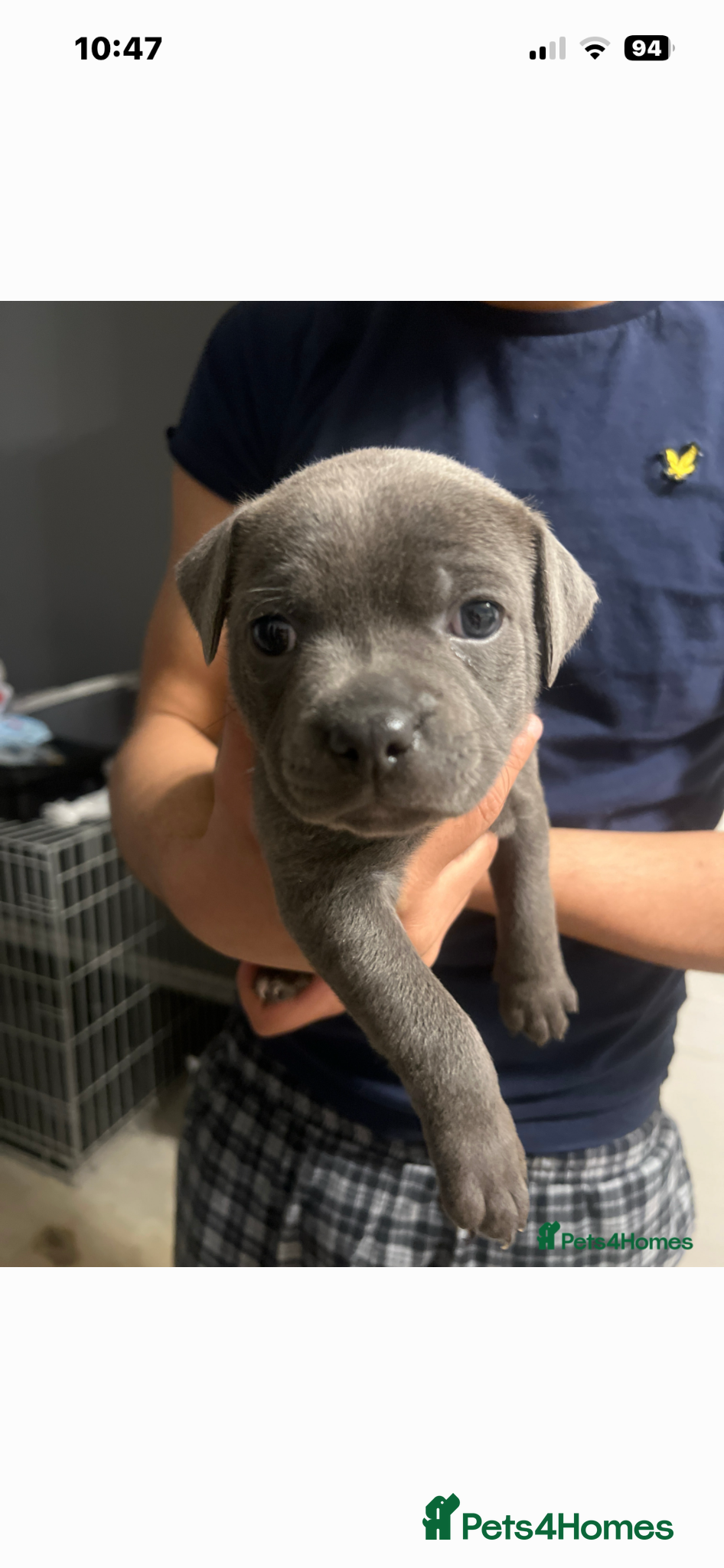 Staffordshire Bull Terrier dogs Blue KC registered Staffordshire bull terrier  - Advert 2