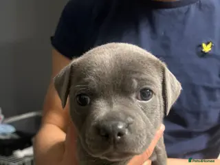 Staffordshire Bull Terrier dogs Blue KC registered Staffordshire bull terrier - Advert 2
