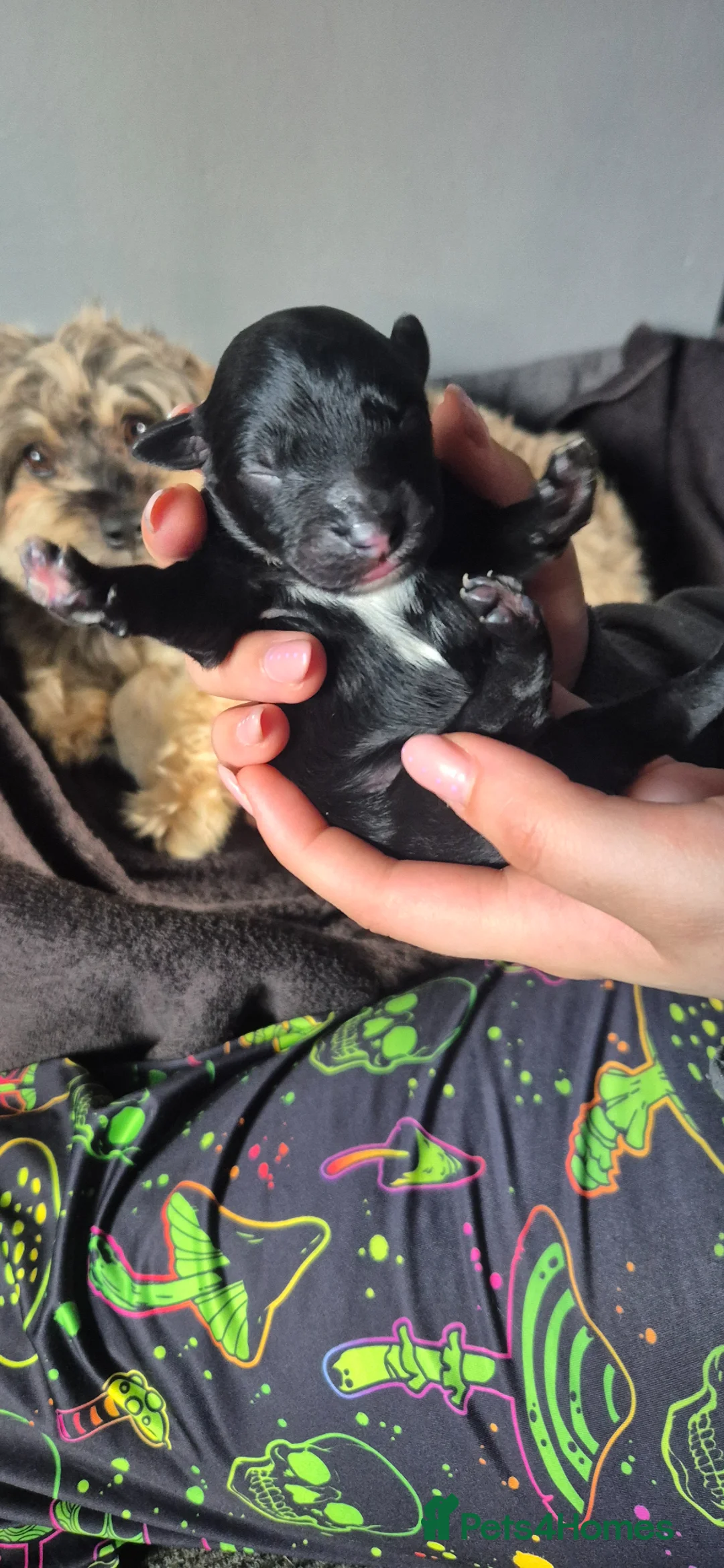 Mixed Breed dogs for sale: Beautiful pups mixed breed - Advert 2