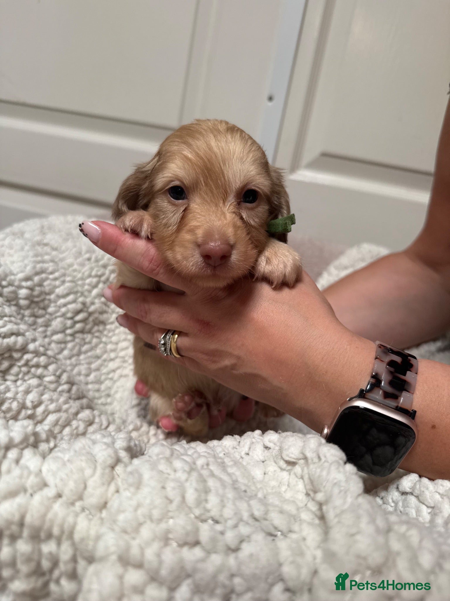 Miniature Dachshund dogs Exceptional long haired miniature Dachshunds - Advert 3