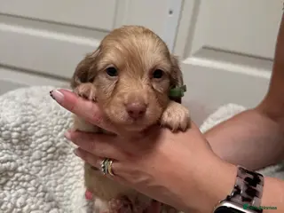 Miniature Dachshund dogs Exceptional long haired miniature Dachshunds - Advert 3