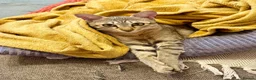 Savannah cats for sale: Special F2 Savannah Girl Seeking Forever Love ❤ - Advert 6