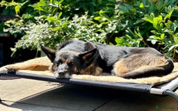 German Shepherd dogs for sale: 8 year old GSD bitch looking for a new home.  - Image 10