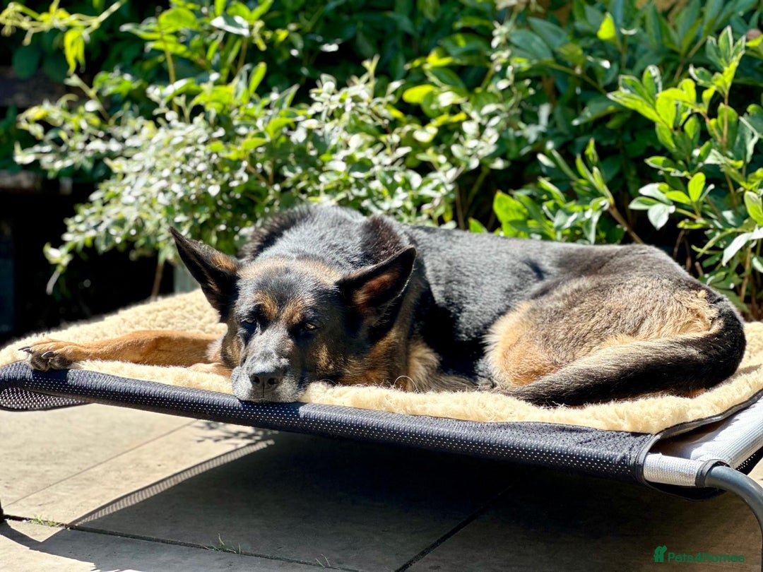 German Shepherd dogs for sale: 8 year old GSD bitch looking for a new home.  - Image 10
