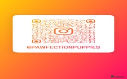 Chihuahua dogs for sale: Rare long haired Chocolate & tan with green eyes  - Image 18