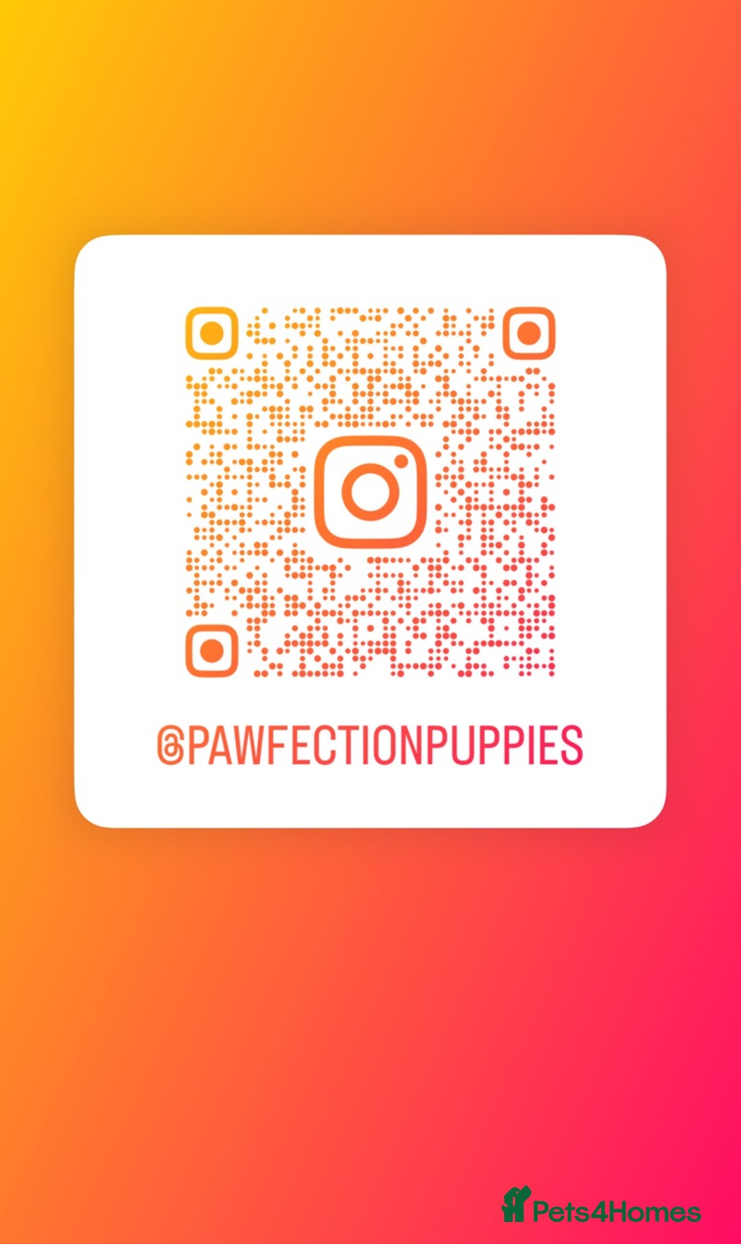 Chihuahua dogs for sale: Rare long haired Chocolate & tan with green eyes  - Image 18