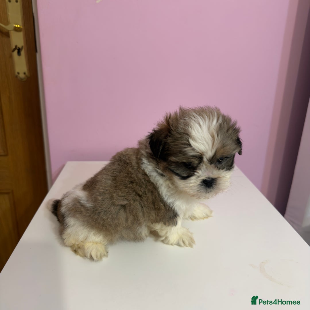 Mixed Breed dogs for sale: 3 Male puppies  - Advert 6