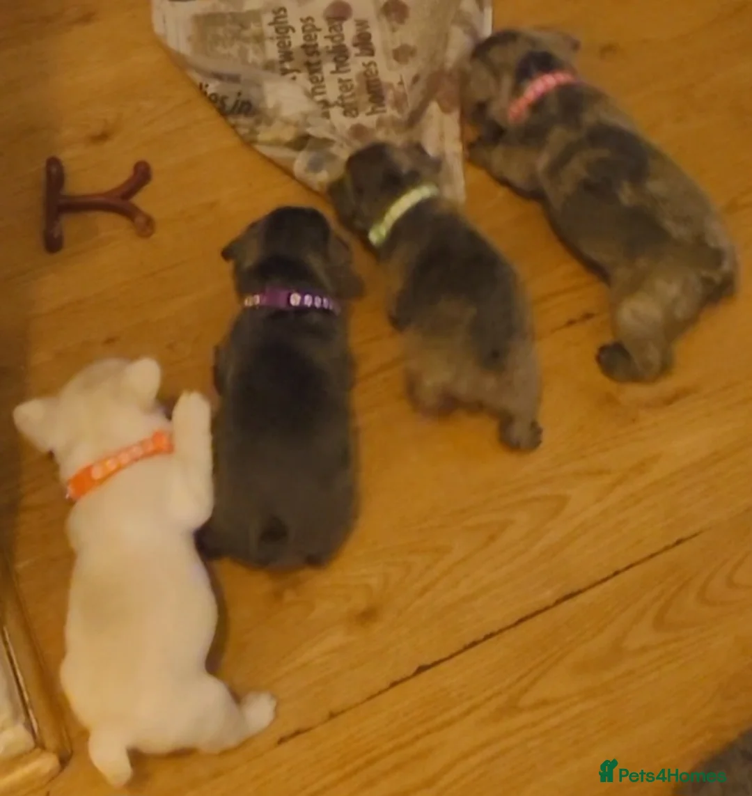 French Bulldog dogs for sale: Frenchie babies looking for their forever homes in Deeside - Advert 19
