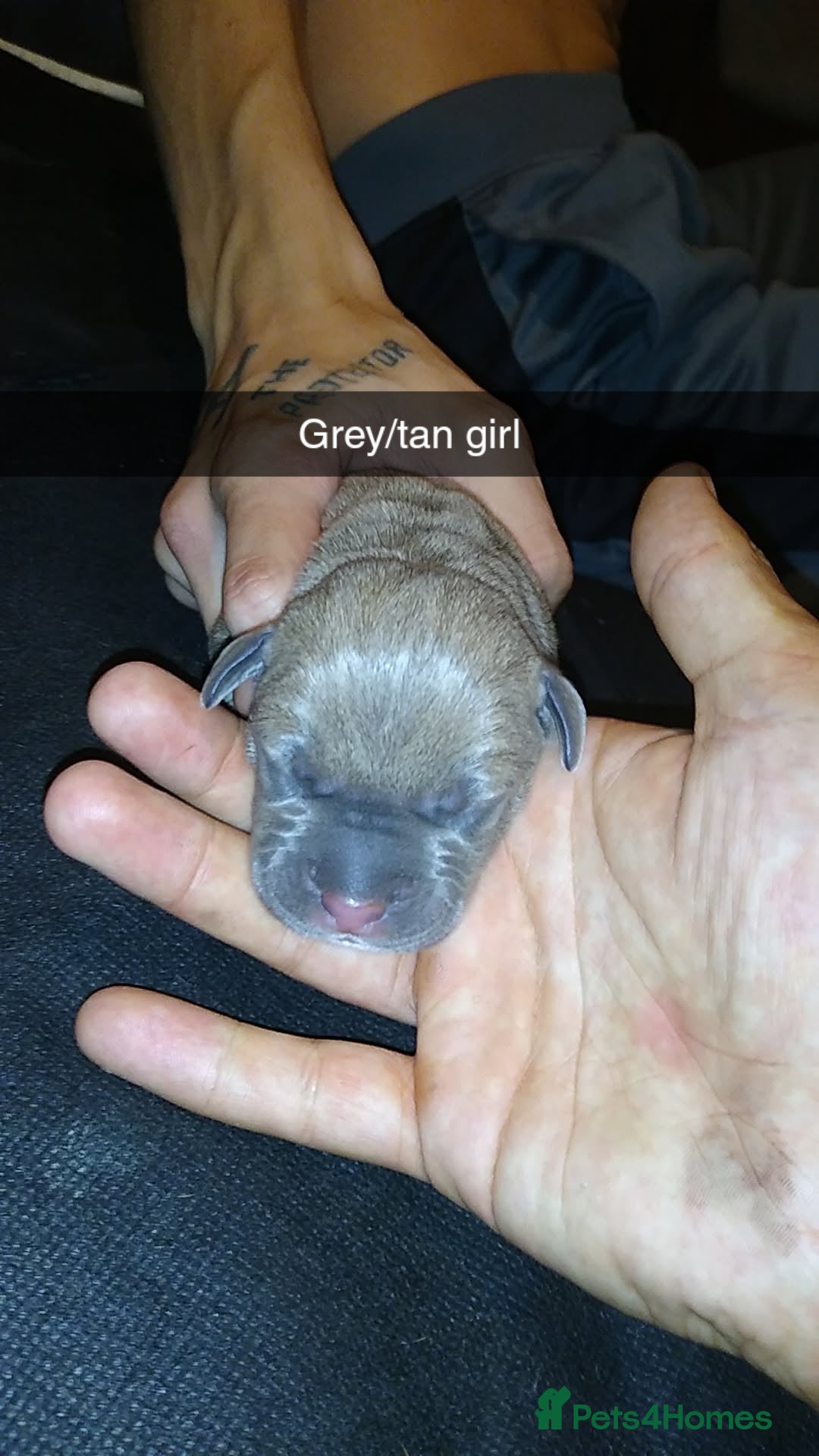 Mixed Breed dogs for sale: Cane Corso x American Bully - Image 10