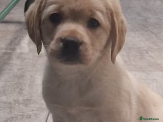 Labrador Retriever dogs Labrador very cute and playful puppies - Advert 8