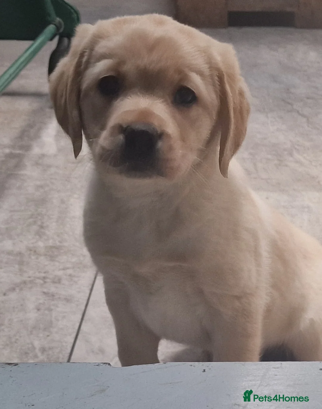 Labrador Retriever dogs for sale: Labrador very cute and playful puppies  - Advert 1