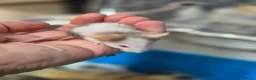 Mouse rodents for sale: Fancey Male and female mice - Advert 33