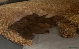 Cavapoo dogs for sale: F1b Cavapoo  - Image 16