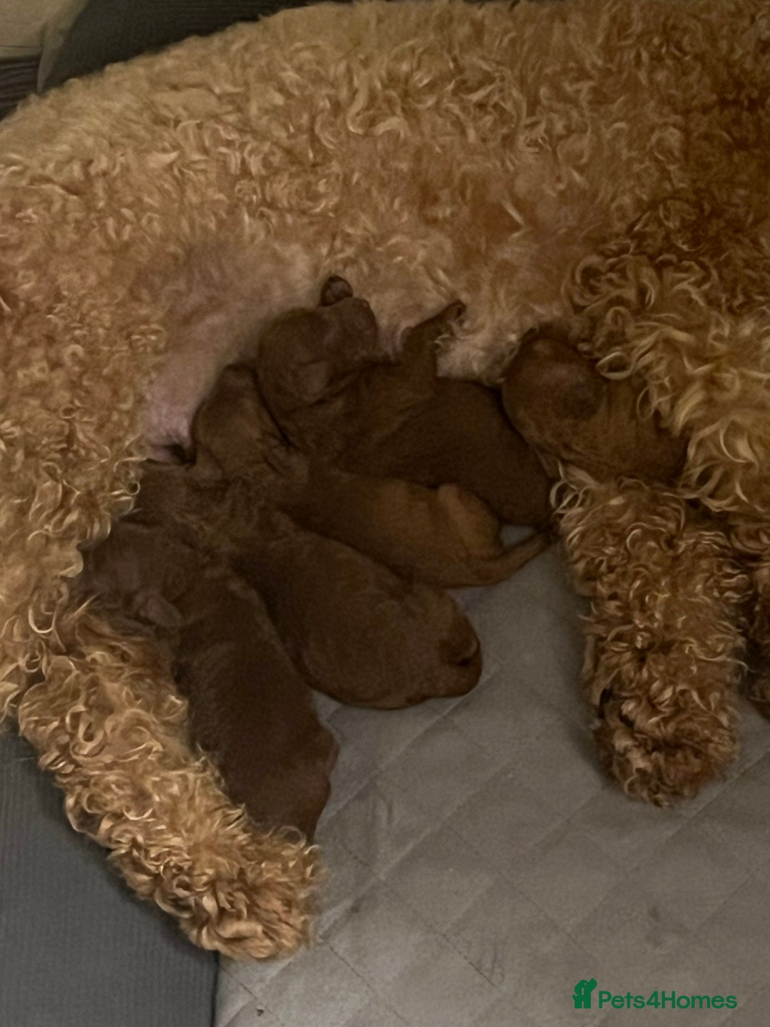 Cavapoo dogs for sale: F1b Cavapoo  - Image 16