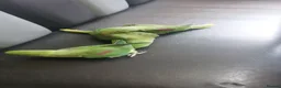 Parrots birds for sale: Alexandrine  babies  - Advert 1