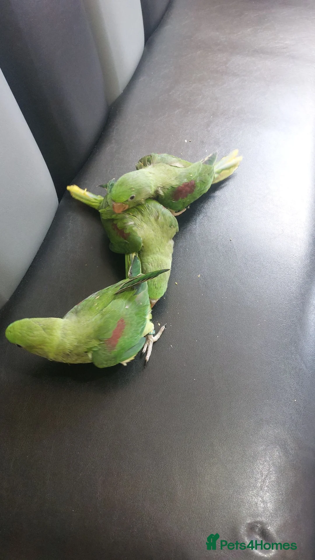 Parrots birds for sale: Alexandrine  babies  - Advert 1