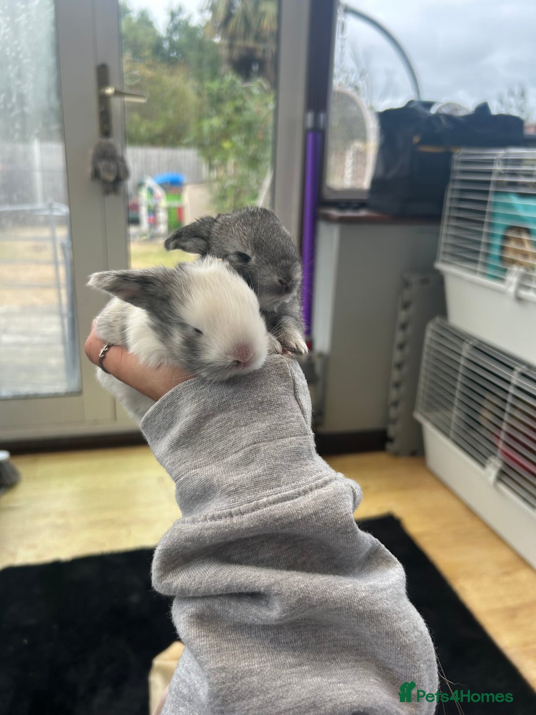 Mini Lop rabbits for sale: Mini lop babies  - Image 1
