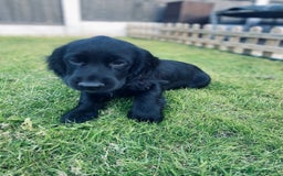 Cocker Spaniel dogs for sale: Cocker Spaniel Puppy  - Advert 7