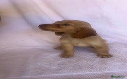 Cocker Spaniel dogs for sale: Gorgeous Lemon Cocker Spaniel Pups in Fordingbridge - Image 7