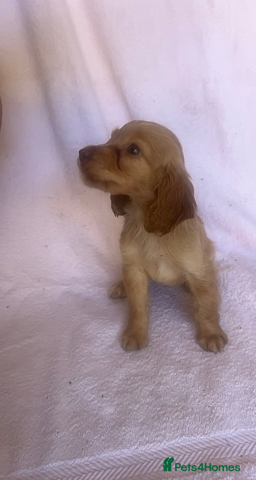 Cocker Spaniel dogs for sale: Gorgeous Lemon Cocker Spaniel Pups in Fordingbridge - Image 7