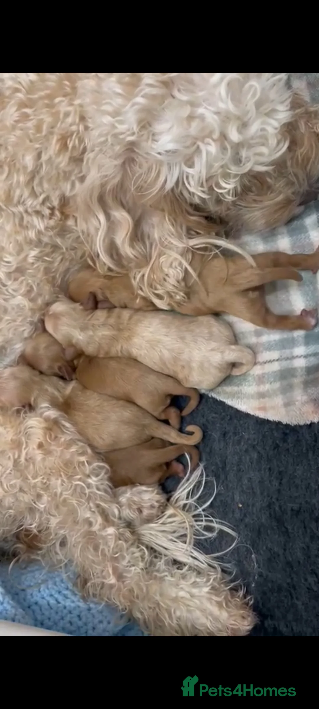 Cavapoo dogs for stud: Experienced, proven and health tested cavapoo stud in London - Advert 29