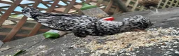 Chickens poultry for sale: Poland Bantam Cockerels Smooth and Frizzle - Advert 8