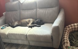 Cane Corso dogs for sale: Pedigree Black female cane corso  - Image 3