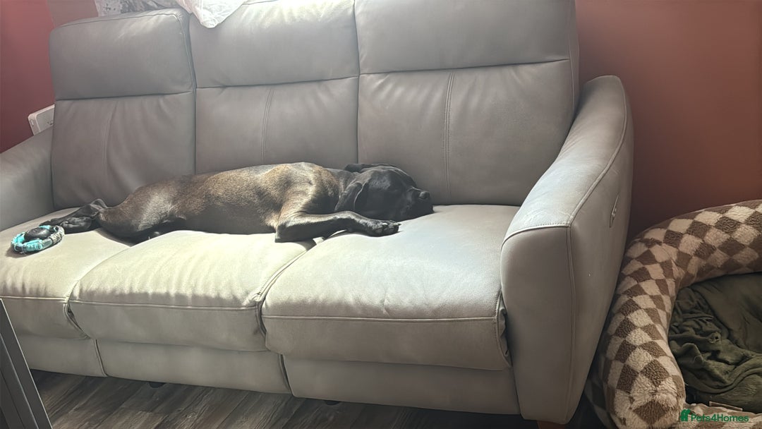 Cane Corso dogs for sale: Pedigree Black female cane corso  - Image 3