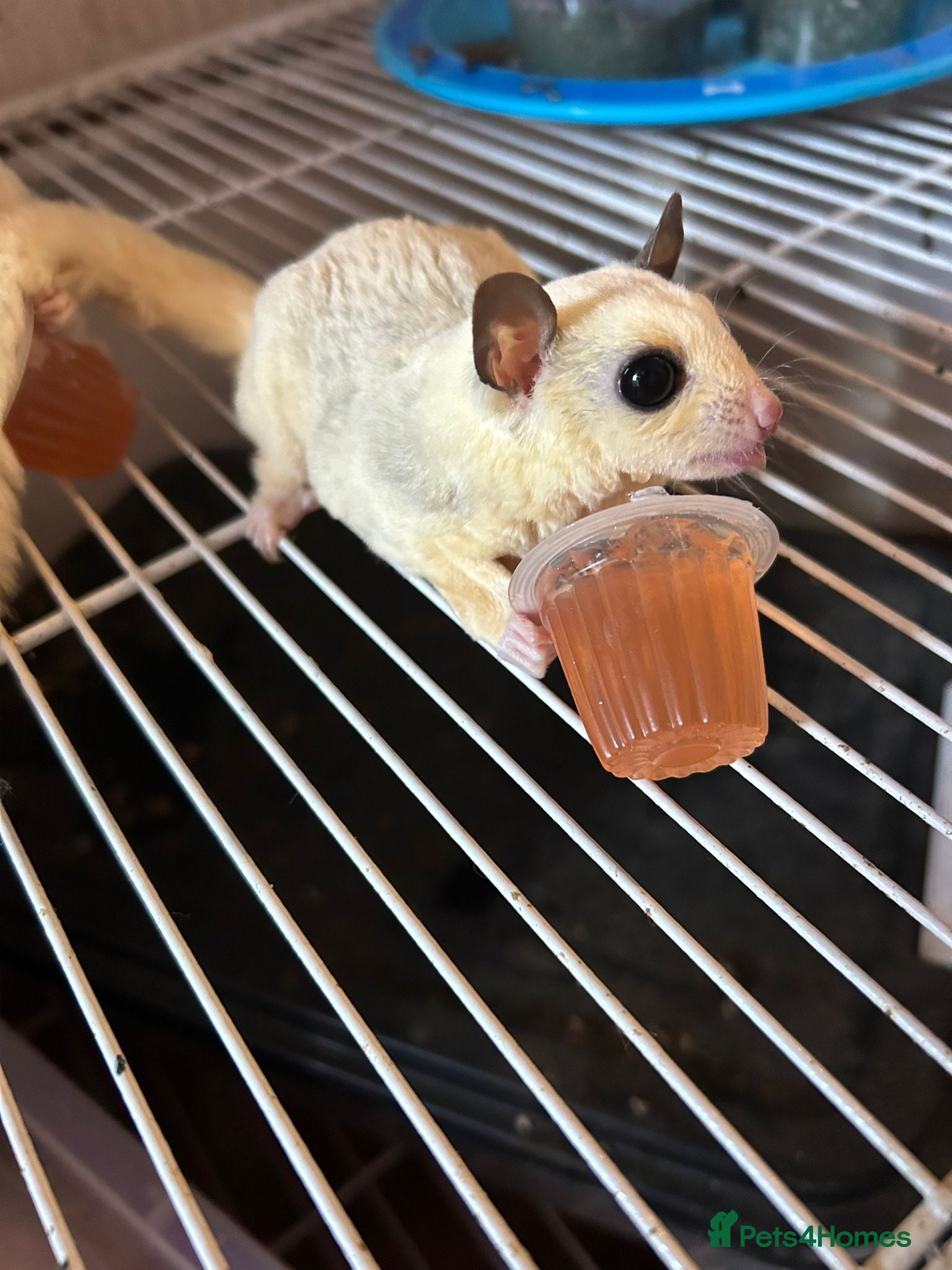 Sugar Glider rodents Only 1 boy left now - Advert 4
