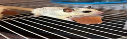 Sugar Glider rodents for sale: Only 1 boy left now - Advert 1