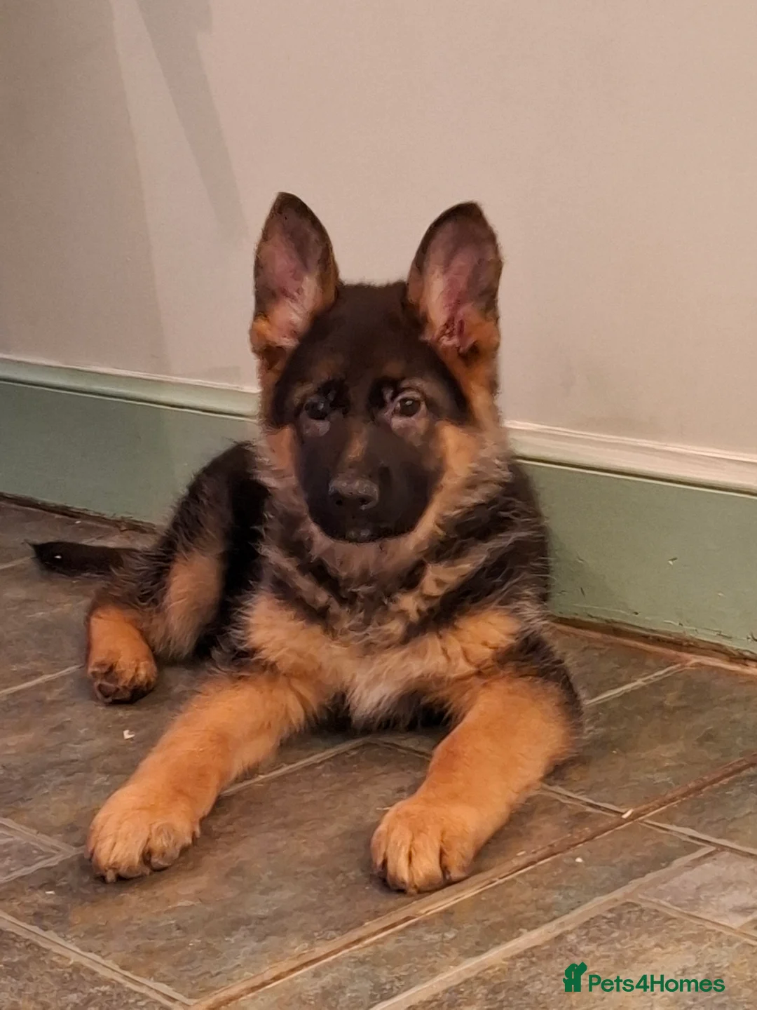 German Shepherd dogs for sale: German Shepherd Pups - Advert 3