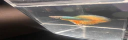 Bettas fish for sale: Betta fish - Advert 3