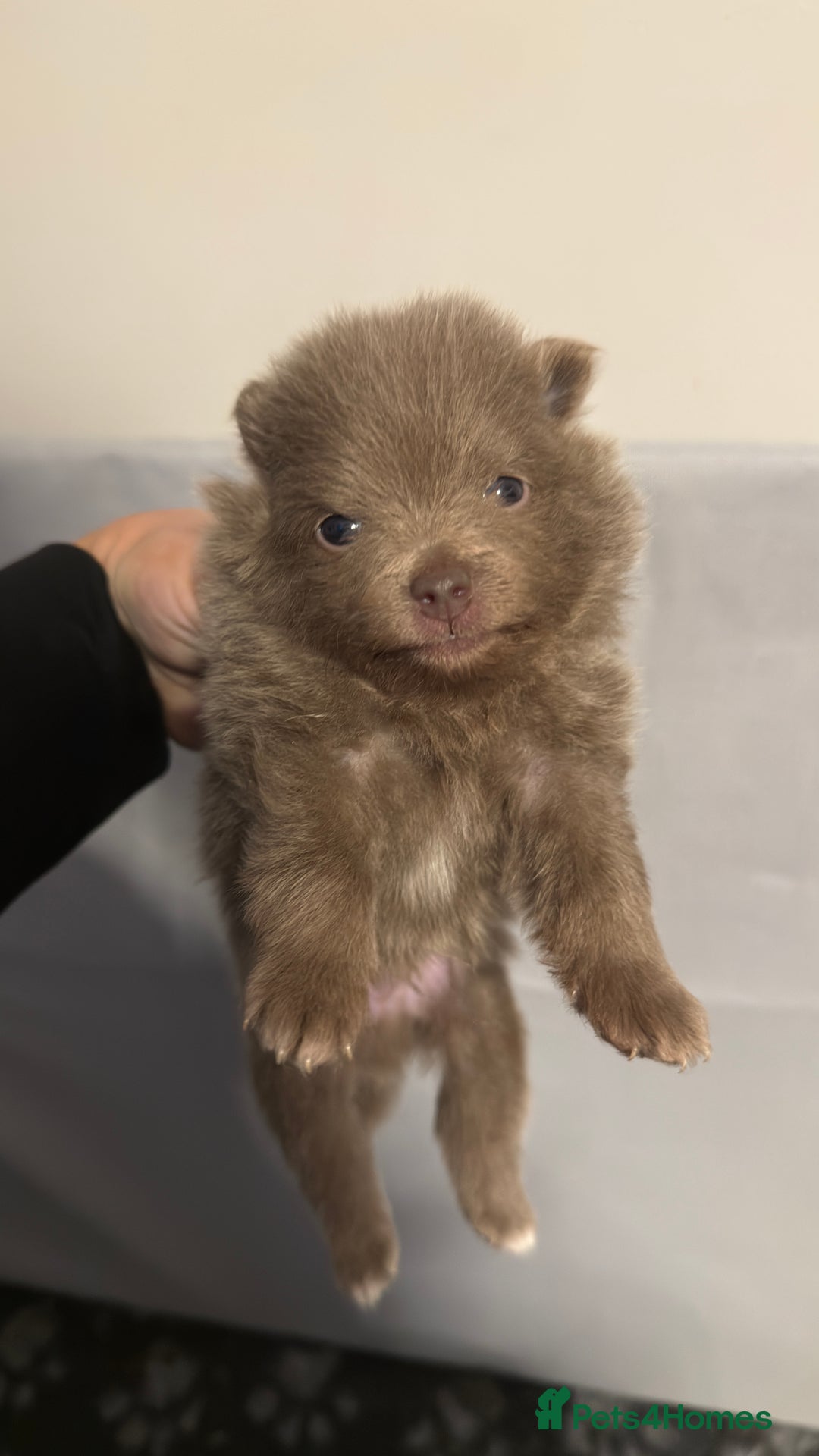 Pomeranian dogs for stud: PROVEN STUD KC RUSSIAN CHAMPION LINES POMERANIAN  in Tiverton - Advert 19