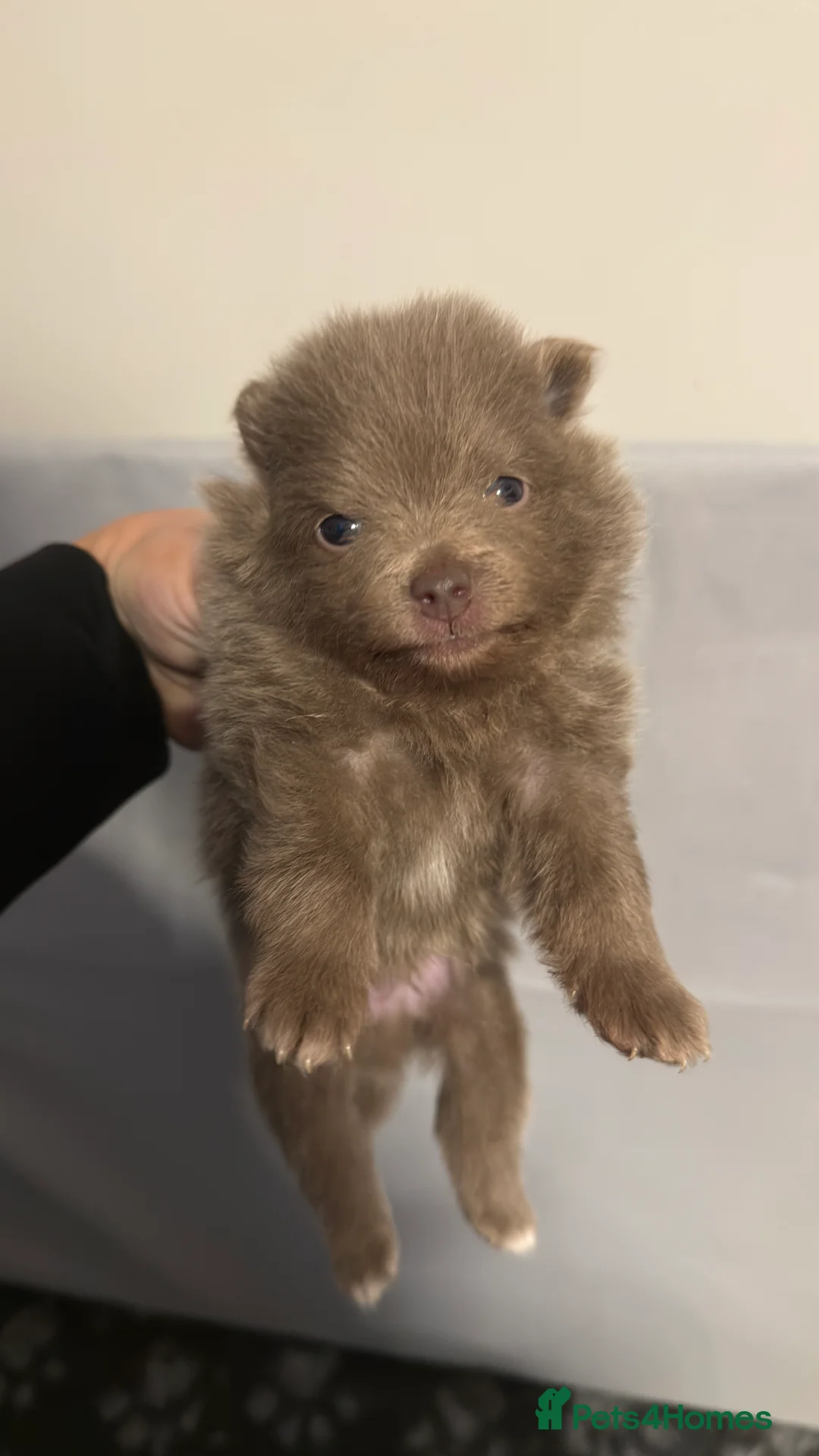 Pomeranian dogs for stud: PROVEN STUD KC RUSSIAN CHAMPION LINES POMERANIAN  in Tiverton - Advert 19