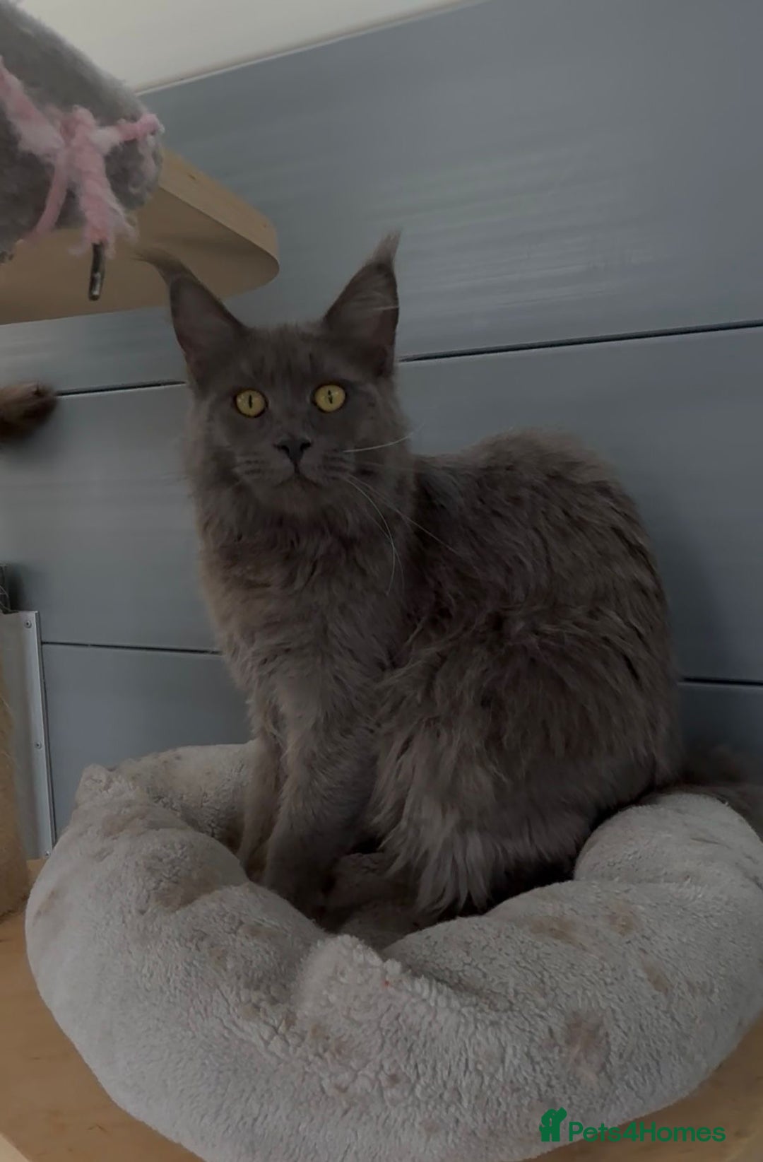 Maine Coon cats for sale: Blue female maine coon  - Image 1