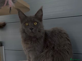 Maine Coon cats - Advert 1