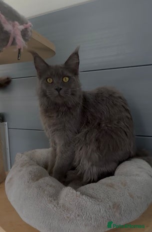 Maine Coon cats - Advert 1