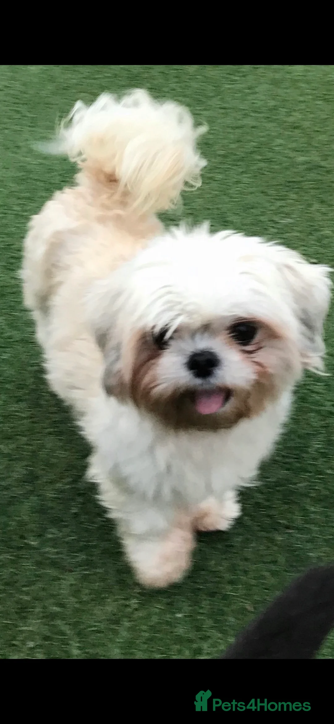 Shih Tzu dogs for stud: KC REG TINY STUD BOY  in Mansfield - Advert 2