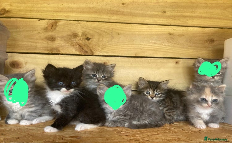 Siberian cats - Advert 1