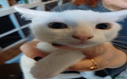 Turkish Angora cats for sale: Mr.Oleksii - Image 3