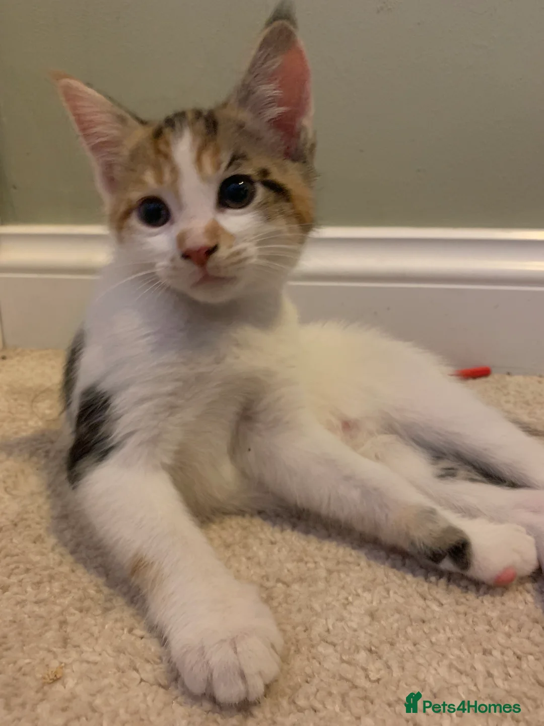 Mixed Breed cats for sale: READY TO GO little half Maine Coon kittens  - Advert 4