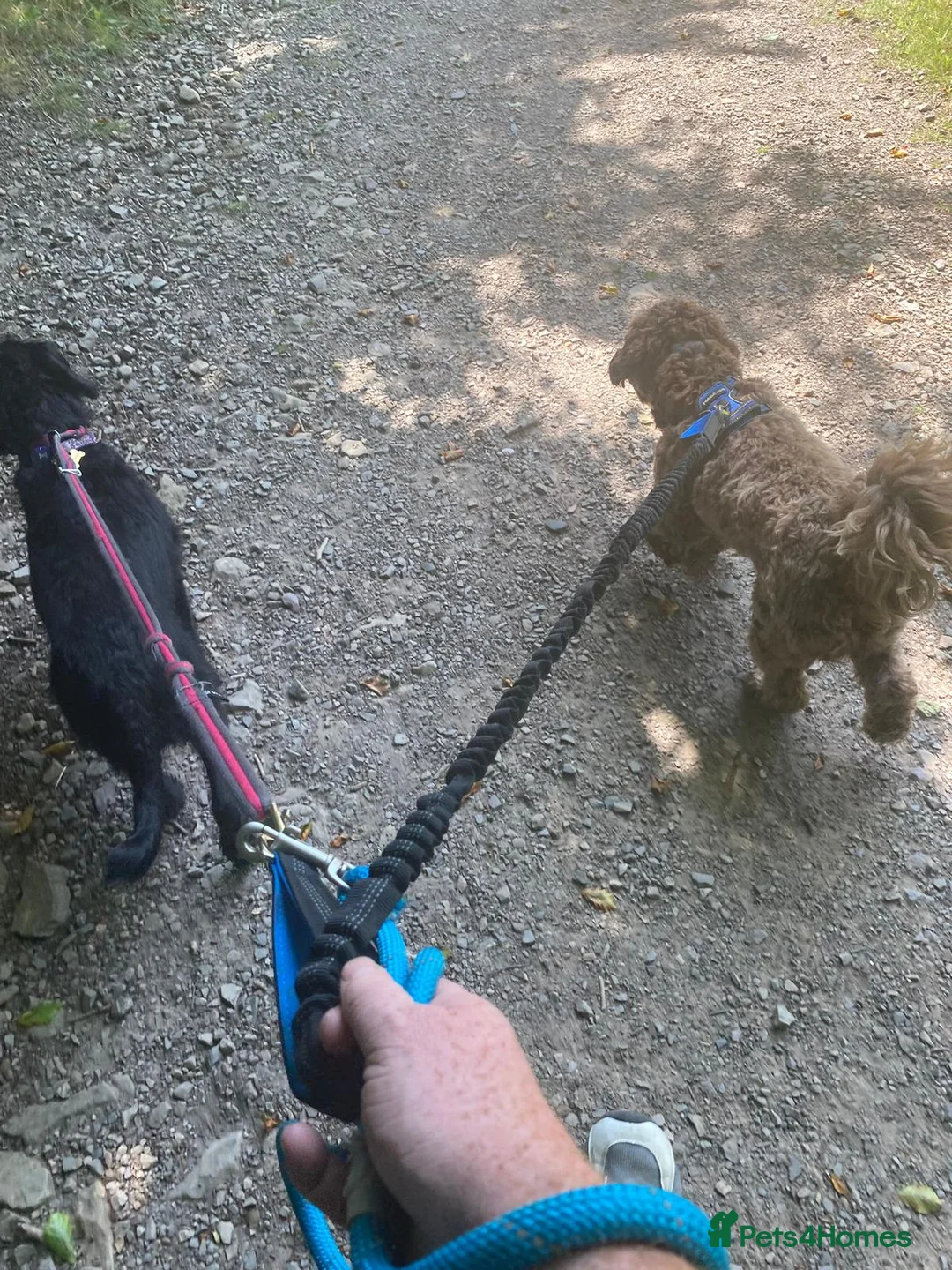 Labradoodle dogs for stud: 🌟Quality Australian Labradoodle 🌟 - Advert 19